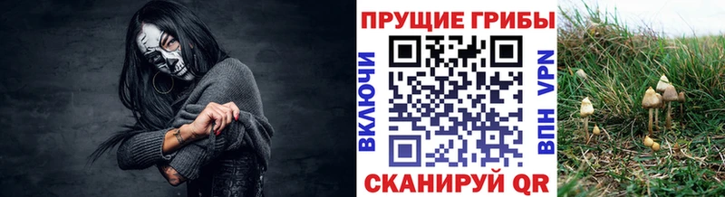 сколько стоит  Льгов  Галлюциногенные грибы GOLDEN TEACHER 